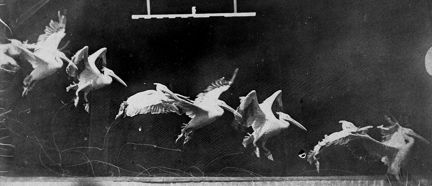 Chronophotography of a pelican in flight by Étienne-Jules Marey, 1882.